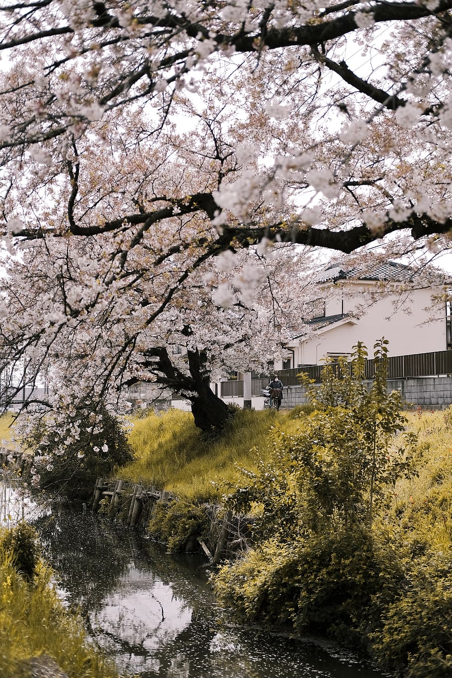 verde, alberi, corpo, acqua, ramo, ciliegia, autunno, flora, paesaggio, foglia, all'aperto, parco, rurale, panoramico, stagione, vista, primavera, pietra, albero, inverno, legna, pianta, crescita, fiorire, natura, pianta fiorita, bellezza nella natura, fiore, fiore di ciliegio, ciliegio, nessuno, giorno, freschezza, architettura, struttura costruita, esterno dell'edificio, fragilità, 5K
