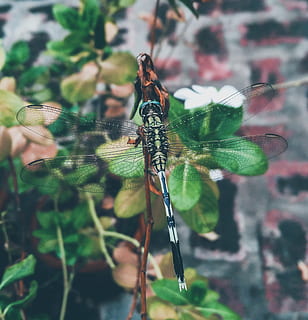 Dragonfly perching, roślina, pluskwa, zbliżenie, ważka, owad, mało, makro, przysiadł, skrzydełka, zwierzęta na wolności, bezkręgowy, zwierzęca przyroda, tematy zwierzęce, zwierzę, jedno zwierzę, skupić się na pierwszym planie, dzień, Natura, zielony kolor, skrzydło zwierzęce, na dworze, liść, część rośliny, prawdziwi ludzie, część ludzkiego ciała, 1080P, CC0, domena publiczna, darmowe zdjęcia