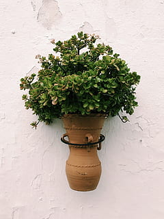 espana, mijas, albero, alberi, parete, pianta, natura, tranquillo, calmo, città, bianca, piante, caratteristica della parete, crescita, nessuno, colore verde, pianta in vaso, giorno, all'aperto, foglia, parte vegetale, avvicinamento, bellezza nella natura, freschezza, pentola, Colore bianco, vaso di fiori, architettura, struttura costruita, lampada elettrica, 1080P, CC0, dominio pubblico, privo di copyright