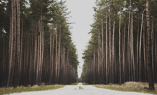 fotografia krajobrazowa, drzewa, przygoda, światło dzienne, środowisko, trawa, krajobraz, długie, Natura, park, ścieżka, sosna, Droga, sceniczny, pora roku, lato, Las, drzewo, roślina, wylądować, spokojna scena, spokój, wzrost, lesisty teren, scenics - natura, piękno natury, kierunek, żadnych ludzi, scena pozamiejska, dzień, pnia drzewa, bagażnik samochodowy, niebo, droga naprzód, na dworze, malejąca perspektywa, treelined, 4K, CC0, domena publiczna, darmowe zdjęcia