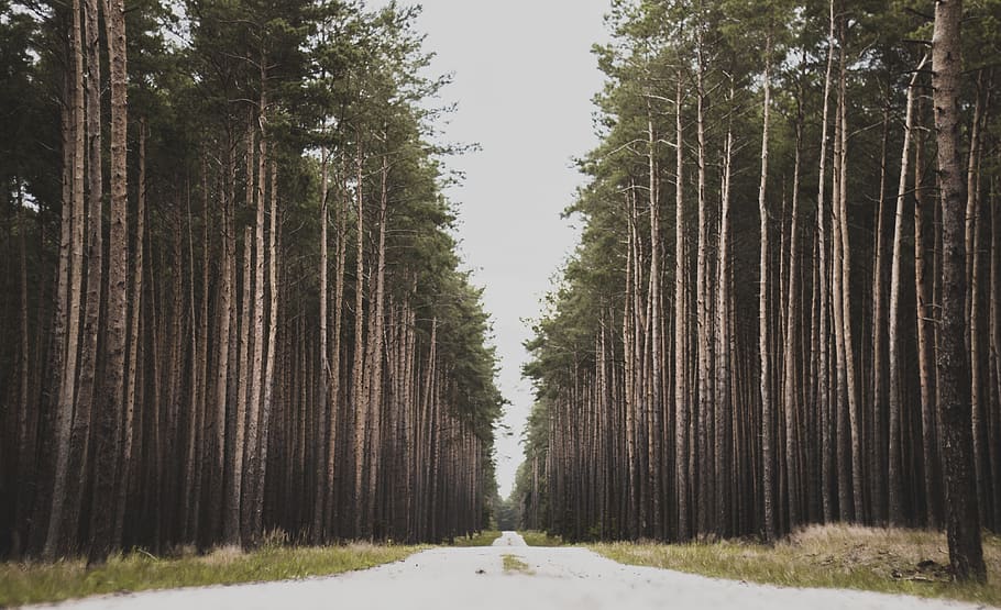 fotografia krajobrazowa, drzewa, przygoda, światło dzienne, środowisko, trawa, krajobraz, długie, Natura, park, ścieżka, sosna, Droga, sceniczny, pora roku, lato, Las, drzewo, roślina, wylądować, spokojna scena, spokój, wzrost, lesisty teren, scenics - natura, piękno natury, kierunek, żadnych ludzi, scena pozamiejska, dzień, pnia drzewa, bagażnik samochodowy, niebo, droga naprzód, na dworze, malejąca perspektywa, treelined, 4K