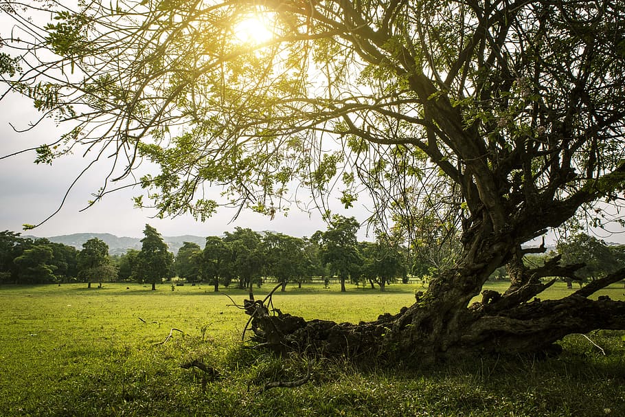 secco, albero, campo d'erba, grigio, cielo, controluce, rami, luce del giorno, ambiente, azienda agricola, campo, erba, paesaggio, luce, natura, panoramico, stagione, giorno soleggiato, tramonto, alberi, verdura, legna, pianta, colore verde, crescita, scena tranquilla, bellezza nella natura, la tranquillità, luce del sole, terra, giorno, scenics - natura, nessuno, scena non urbana, all'aperto, 5K