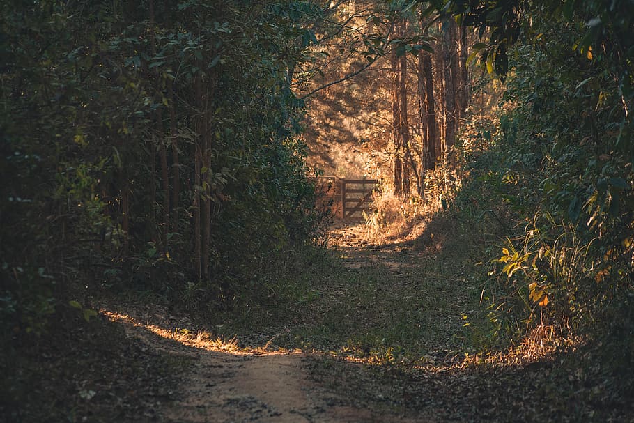 cesta, stromy, polní cesta, les, strom, rostlina, přistát, klid, růst, Příroda, nikdo, cesta vpřed, směr, krása v přírodě, klidné scény, mimoměstské scény, slunečního světla, den, pěšina, venku, scenics - příroda, kufr, stezka, 5K
