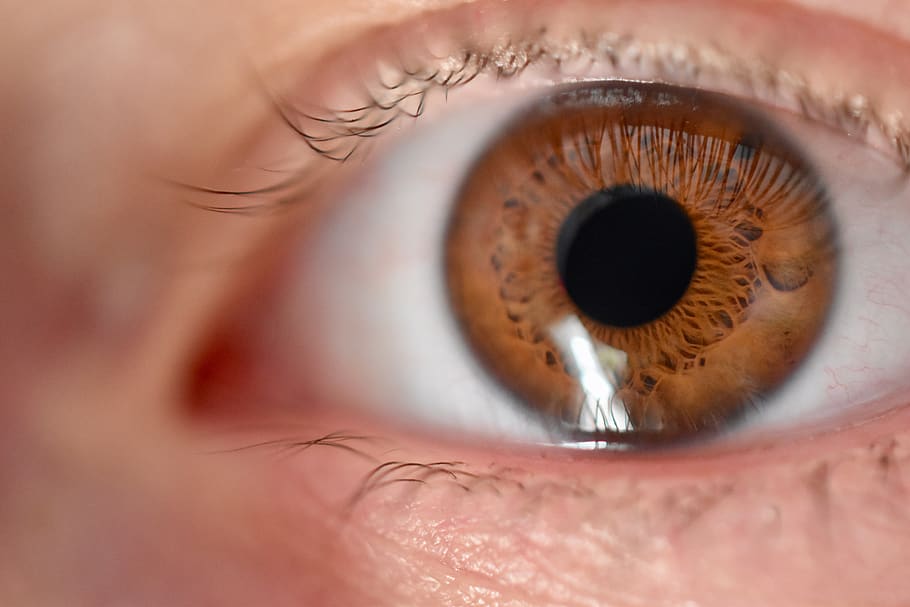 ull, iris, pestanyes, vista, sales, primer pla, percepció sensorial, part del cos humà, ull humà, part del cos, pestanya, primer pla extrem, una persona, globus ocular, adult, adult jove, retrat, iris - ull, mirant, dones, ulls marrons, dona guapa, rostre humà, cella, contemplació, parpella, 5K