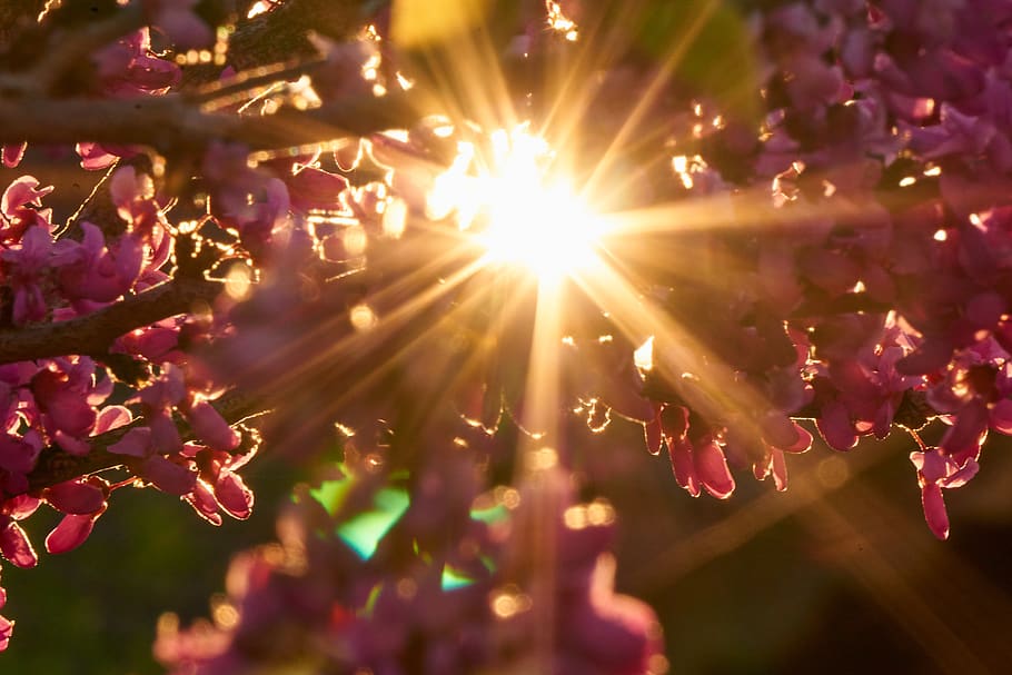retroilluminazione, sole, tramonto, umore, foglia, cuore, a forma di cuore, albero di Giuda, albero, Giuda, albero dei fiori, natura, bellissimo, Cercis, albero di Giuda ordinario, cercis siliquastrum, primavera, fioritura, amore, Tesoro, rosa, illuminato, nessuno, pianta, riflesso lente, raggiante, messa a fuoco selettiva, celebrazione, bellezza nella natura, avvicinamento, colore rosa, evento, raggio di sole, all'aperto, crescita, luce del sole, freschezza, cultura artistica e intrattenimento, luce, 5K