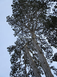 pijnboom, zwarte den, boom, naaldboom, pinus, park boom, fabriek, lage hoekweergave, hemel, natuur, tak, boomstam, dag, romp, geen mensen, kalmte, groei, schoonheid in de natuur, buitenshuis, heldere lucht, scenics - natuur, niet-stedelijke scène, land-, winter, sneeuw, direct onder, Boomkap, 2K, CC0, publiek domein, royaltyvrij