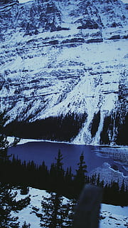 hvidt bjerg, plante, træ, abies, gran, natur, udendørs, bjerg, alberta, Canada, sne, is, peyote sø, nåletræ, fyrretræ, blå, gletscher, vinter, rejse, Skov, kold temperatur, skønhed i naturen, ro, scenics - natur, rolig scene, ingen mennesker, miljø, dag, ikke-urbane scene, landskab, jord, idyllisk, snedækket bjerg, 5K, CC0, offentligt domæne, royaltyfrie