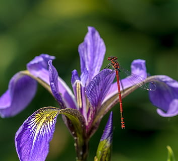 avvicinamento, macro, natura, primavera, estate, fragile, rosso, viola, insetto, libellula, acqua, giglio, iris, pianta fiorita, fiore, pianta, bellezza nella natura, freschezza, crescita, petalo, vulnerabilità, fragilità, testa di fiore, invertebrato, infiorescenza, animale, temi animali, concentrarsi sulle conoscenze acquisite, animali allo stato selvatico, fauna selvatica, nessuno, polline, all'aperto, impollinazione, 2K, CC0, dominio pubblico, privo di copyright