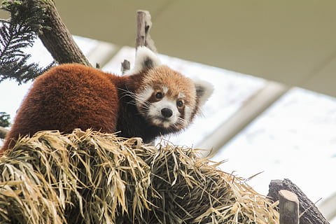 red, panda, haystack, animal, animal themes, mammal, vertebrate, animal wildlife, one animal, animals in the wild, plant, no people, red panda, focus on foreground, young animal, panda - animal, close-up, nature, indoors, low angle view, day, 5K, CC0, public domain, royalty free