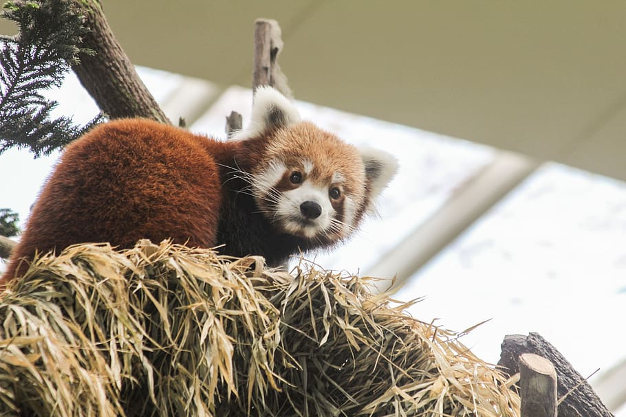 vermell, panda, paller, animal, temes d'animals, mamífer, vertebrats, fauna animal, un animal, animals a la natura, planta, cap gent, panda vermell, centrar-se en primer pla, animal jove, panda - animal, primer pla, naturalesa, a l'interior, vista d’angle baix, dia, 5K