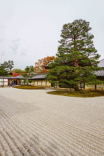arbre de fulles verdes, arbre, planta, Japó, kyoto, passarel·la, Camí, avet, abies, persona, humà, a l'aire lliure, conífera, vorera, paviment, llosa, edifici, catifa, naturalesa, pi, refugi, arquitectura, estructura construïda, dia, cel, exterior de l'edifici, creixement, terra, cap gent, tranquil·litat, sorra, escena tranquil·la, bellesa a la natura, paisatge, casa, sostre, 5K, CC0, domini públic, lliure de regalies