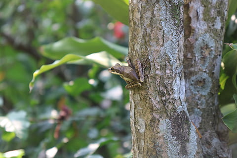 Frosch, Baum, Grün, Natur, Amphibien, Blatt, Tierwelt, Tiere, tropisch, Laubfrosch, Urwald, Amphibie, Regenwald, Tierthemen, Tier, Tiere in freier Wildbahn, Pflanze, ein Tier, Wirbeltier, Fokus auf den Vordergrund, Baumstamm, Kofferraum, Vogel, keine Leute, hocken, Tag, Wachstum, draußen, Ast, Nahansicht, Specht, 5K, CC0, gemeinfrei, lizenzfrei