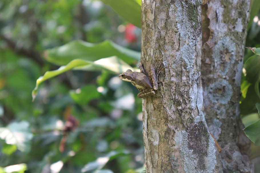 Frosch, Baum, Grün, Natur, Amphibien, Blatt, Tierwelt, Tiere, tropisch, Laubfrosch, Urwald, Amphibie, Regenwald, Tierthemen, Tier, Tiere in freier Wildbahn, Pflanze, ein Tier, Wirbeltier, Fokus auf den Vordergrund, Baumstamm, Kofferraum, Vogel, keine Leute, hocken, Tag, Wachstum, draußen, Ast, Nahansicht, Specht, 5K