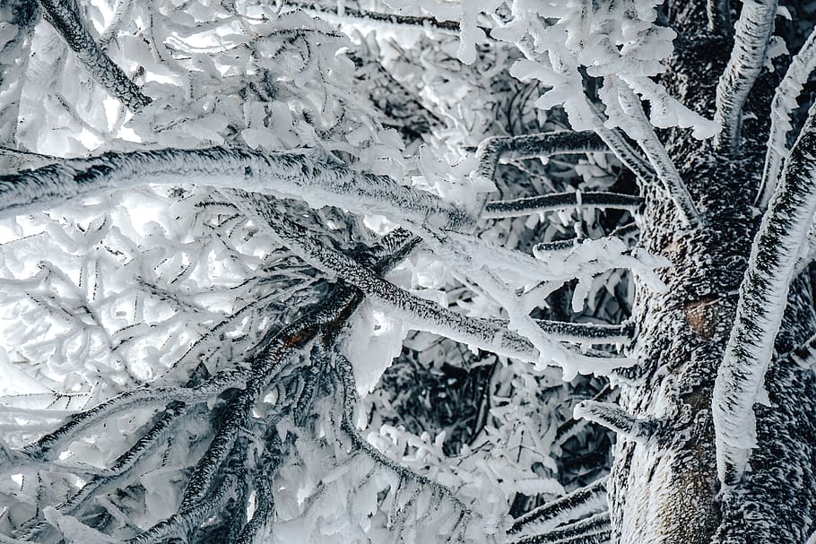 snedækkede træer, natur, udendørs, is, sne, frost, vinter, træ, dyr, krybdyr, firben, Frosset, Skov, frosne træer, storm, snestorm, snefnug, istap, gletscher, bjerg, hagl, fuld ramme, baggrunde, kold temperatur, ingen mennesker, mønster, dag, tæt på, hvid farve, plante, skønhed i naturen, ro, 5K