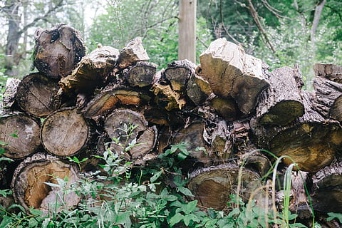 long-lying firewood, background, brown, cut, down, dry, firewood, forest, fresh, green, heap, lie, log, logs, long, lying, natural, nature, old, plant, spring, timber, tree, trunk, wood, wood - material, day, deforestation, stack, lumber industry, land, environmental issues, no people, outdoors, large group of objects, fuel and power generation, tranquility, 4K, CC0, public domain, royalty free