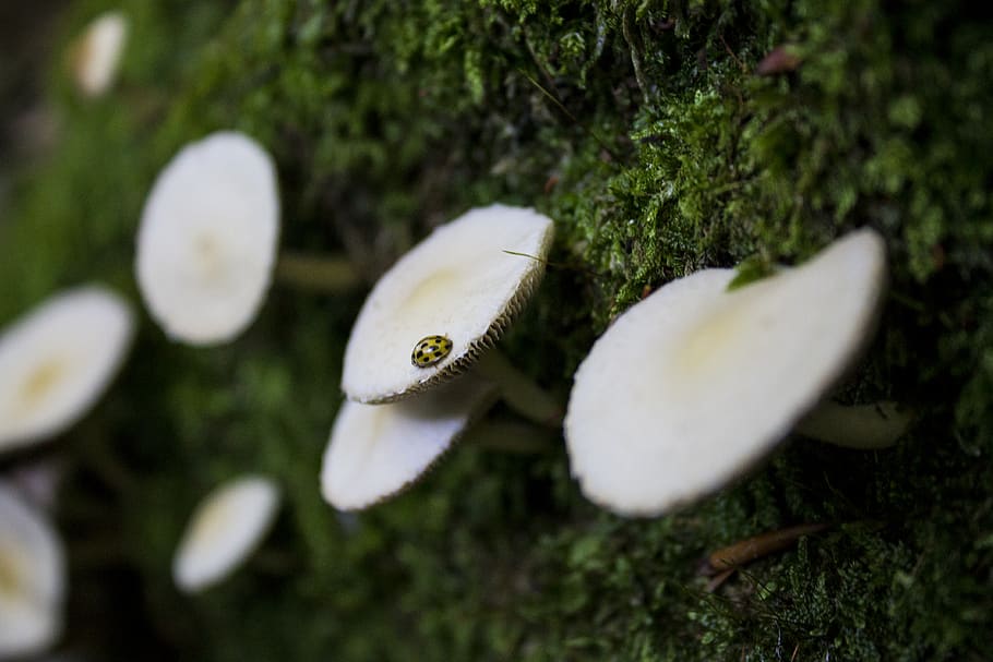 fungo, pianta, nessuno, natura, messa a fuoco selettiva, muschio, crescita, avvicinamento, giorno, bellezza nella natura, colore verde, animale, erba, albero, temi animali, fauna selvatica, all'aperto, Colore bianco, animali allo stato selvatico, fungo velenoso, farfalla - insetto, 4K