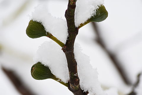 fig, hivern, neu, fred, fruita, temperatura de fred, naturalesa, Color blanc, planta, congelat, primer pla, cap gent, dia, full, part de la planta, cobertura, arbre, color verd, gel, centrar-se en primer pla, bellesa a la natura, a l'aire lliure, 5K, CC0, domini públic, lliure de regalies