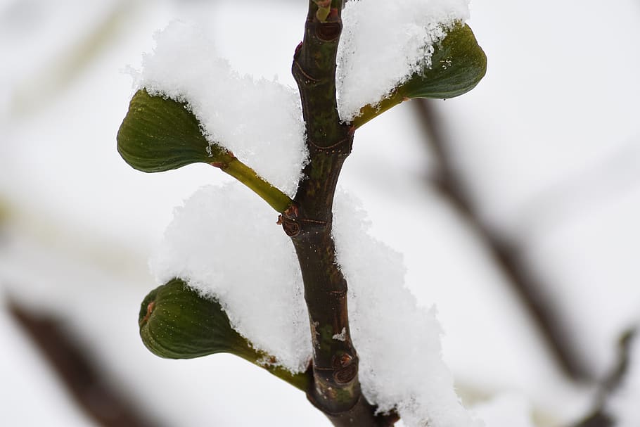fig, hivern, neu, fred, fruita, temperatura de fred, naturalesa, Color blanc, planta, congelat, primer pla, cap gent, dia, full, part de la planta, cobertura, arbre, color verd, gel, centrar-se en primer pla, bellesa a la natura, a l'aire lliure, 5K