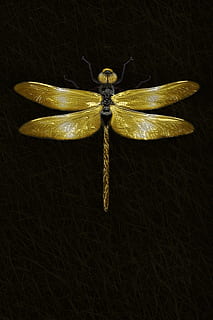 libelulă, insectă, macro, aripă, animal, a închide, lucios, izolat, vară, aur, artistic, arta digitala, de aur, insectă de aur, dragonfly de aur, Fundal negru, delicat, fraged, în interior, nici o persoana, nevertebrat, un animal, arahnide, studio shot, animale tematice, animale în sălbăticie, artropod, animale sălbatice, păianjen, noapte, vedere în unghi mare, stea forma, prospeţime, model, 4K, CC0, domeniu public, fără drepturi de autor