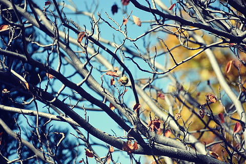 branques dels arbres, la llum del dia, ocell, animal, menjar d'abelles, planta, jay, bluebird, bec, pinzell, Gaig blau, fruita, menjar, cirera, robin, picot, flicker bird, colibrí, full, llum, flamarada, cardenal, arbre, branca, cap gent, centrar-se en primer pla, vista d’angle baix, dia, creixement, naturalesa, bellesa a la natura, enfocament selectiu, arbre nu, primer pla, a l'aire lliure, cel, part de la planta, llum solar, tranquil·litat, primavera, 5K, CC0, domini públic, lliure de regalies