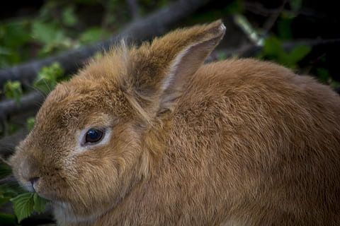 Hase, süß, Ostern, Tier, Natur, Osterhase, Nahansicht, Ohren, charmant, Makro, Frühling, braun, Süss, Ostergruß, in dem, wunderschönen, Tierwelt, Hasen Ohren, Tierthemen, Säugetier, ein Tier, Tiere in freier Wildbahn, Wirbeltier, keine Leute, Fokus auf den Vordergrund, Tag, Land, Nagetier, Tierkörperteil, draußen, Haustiere, Pflanze, suchen, Tierkopf, pflanzenfressend, Whisker, 5K, CC0, gemeinfrei, lizenzfrei