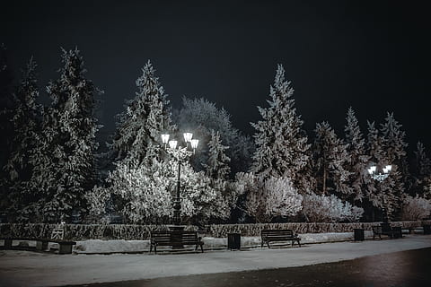 , arbre, nit, planta, temperatura de fred, neu, hivern, il·luminat, naturalesa, cap gent, equips d’il·luminació, creixement, cel, tranquil·litat, a l'aire lliure, bellesa a la natura, congelat, llum del carrer, parc, cobertura, muntanya nevada, 5K, CC0, domini públic, lliure de regalies