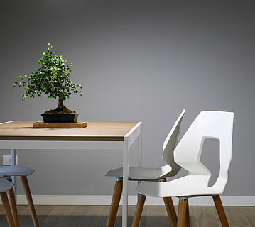 Innere, Design, Tabelle, Stühle, Möbel, Grün, Pflanze, Wand, Innen-, Innerhalb, Haus, Stuhl, Sitz, Topfpflanze, drinnen, keine Leute, Natur, Wachstum, Holz - Material, Wandbau - Funktion, Wohngebäude, Baum, Abwesenheit, leeren, weiße Farbe, Geschäft, Tag, elektrische Lampe, klein, 2K, CC0, gemeinfrei, lizenzfrei