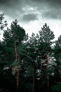 copac verde-frunze, floră, plantă, copac, conifer, lemn rosu, natură, vegetație, teren, în aer liber, pădure, pin, abies, brad, dumbravă, pădure tropicală, molid, junglă, mesteacăn, tisă, stejar, cer, nor - cer, creştere, nici o persoana, frumusețe în natură, vedere unghiulară joasă, zi, liniște, scenă non-urbană, scenice - natura, o scenă liniștită, Culoarea verde, idilic, 5K, CC0, domeniu public, fără drepturi de autor