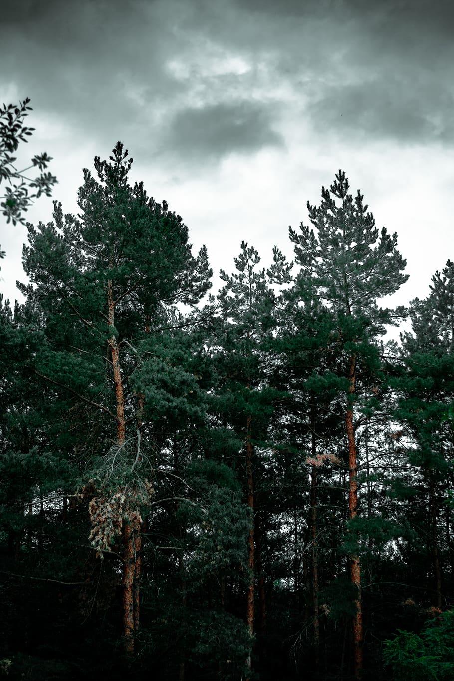 arbre de fulles verdes, flora, planta, arbre, conífera, sequoia, naturalesa, vegetació, terra, a l'aire lliure, bosc, pi, abies, avet, arbreda, selva tropical, picea, jungla, bedoll, teix, roure, cel, núvol - cel, creixement, cap gent, bellesa a la natura, vista d’angle baix, dia, tranquil·litat, escena no urbana, escenics - natura, escena tranquil·la, color verd, idíl·lic, arbre de coníferes, 5K