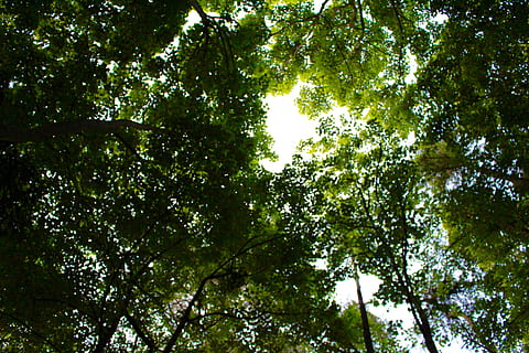 árbol, bosque, hoja, hojas, verdor, luz del sol, al aire libre, atención, arriba, alto, naturaleza, natural, desierto, fauna silvestre, fotografía, foto, planta, amarillo, redondo, brecha, vista de ángulo bajo, crecimiento, belleza en la naturaleza, nadie, color verde, día, copas de los árboles, rama, antecedentes, paisajes - naturaleza, tranquilidad, tierra, fotograma completo, cielo, directamente debajo, 5K, CC0, dominio público, libre de derechos