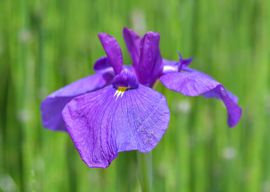 iris, flor, violeta, verd, planta, jardí, macro, planta amb flors, bellesa a la natura, frescor, vulnerabilitat, fragilitat, pètal, porpra, primer pla, creixement, inflorescència, cap de flor, centrar-se en primer pla, cap gent, naturalesa, color verd, iris - planta, enfocament selectiu, 4K