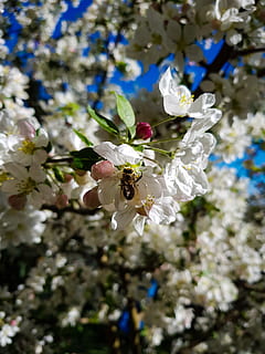 Biene, Blume, Weiß, Baum, Insekt, Verschönerung, Zerbrechlichkeit, blühende Pflanze, Verletzlichkeit, Pflanze, Frische, Schönheit in der Natur, Wachstum, Nahansicht, Tierwelt, wirbellos, Tiere in freier Wildbahn, Tierthemen, Tier, Blütenblatt, Fokus auf den Vordergrund, Natur, weiße Farbe, Blütenkopf, keine Leute, Frühling, draußen, Pollen, Bestäubung, Kirschbaum, Kirschblüte, 4K, CC0, gemeinfrei, lizenzfrei