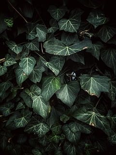 patroon, momentopname, Duitsland, gefilterd, groen, natuur, mobiele opname, evergreen, doorbladert, deel van de plant, blad, fabriek, groei, geen mensen, volledig kader, groene kleur, schoonheid in de natuur, detailopname, hoge hoekmening, achtergronden, dag, buitenshuis, bladeren, bladader, kalmte, recht boven, versheid, kwetsbaarheid, 4K, CC0, publiek domein, royaltyvrij