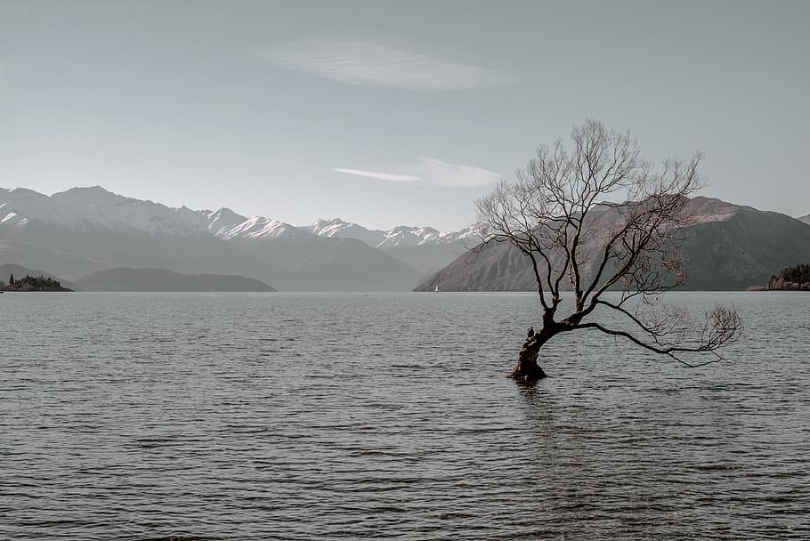 inverno, sfondo, solitario, lunatico, Nuova Zelanda, vista, madre natura, scenari, panoramico, Cloudscape, mountainscape, montagne, albero, lago, montagna, acqua, bellezza nella natura, scena tranquilla, la tranquillità, scenics - natura, lungomare, cielo, natura, nessuno, scena non urbana, pianta, giorno, albero nudo, catena montuosa, increspato, temperatura fredda, all'aperto, 4K