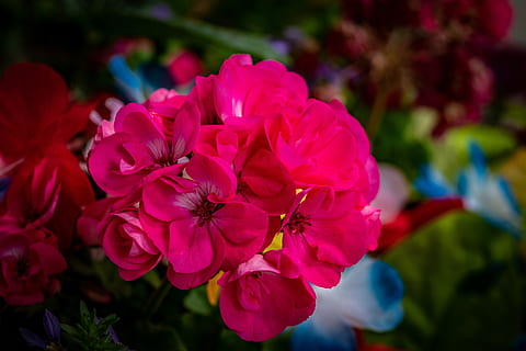 pelargonija, calliope, gėlė, pavasaris, sodas, žiedas, žydintys augalai, šviežumas, trapumas, grožis gamtoje, augalų, žiedlapis, pažeidžiamumas, Iš arti, žiedynas, augimą, gėlių galva, pobūdį, sutelkti dėmesį į naujas žinias, nėra žmonių, rausvos spalvos, dieną, lauke, pavasarį, parkas, gėlių puokštė, 5K, CC0, Viešasis domenas, nemokamai