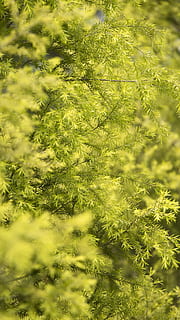 primavera, les fulles, naturalesa, gra, planta, color verd, creixement, bellesa a la natura, enfocament selectiu, cap gent, dia, arbre, fons, marc complet, tranquil·litat, a l'aire lliure, part de la planta, full, primer pla, frescor, terra, llum solar, branca, arbre de coníferes, 4K, CC0, domini públic, lliure de regalies