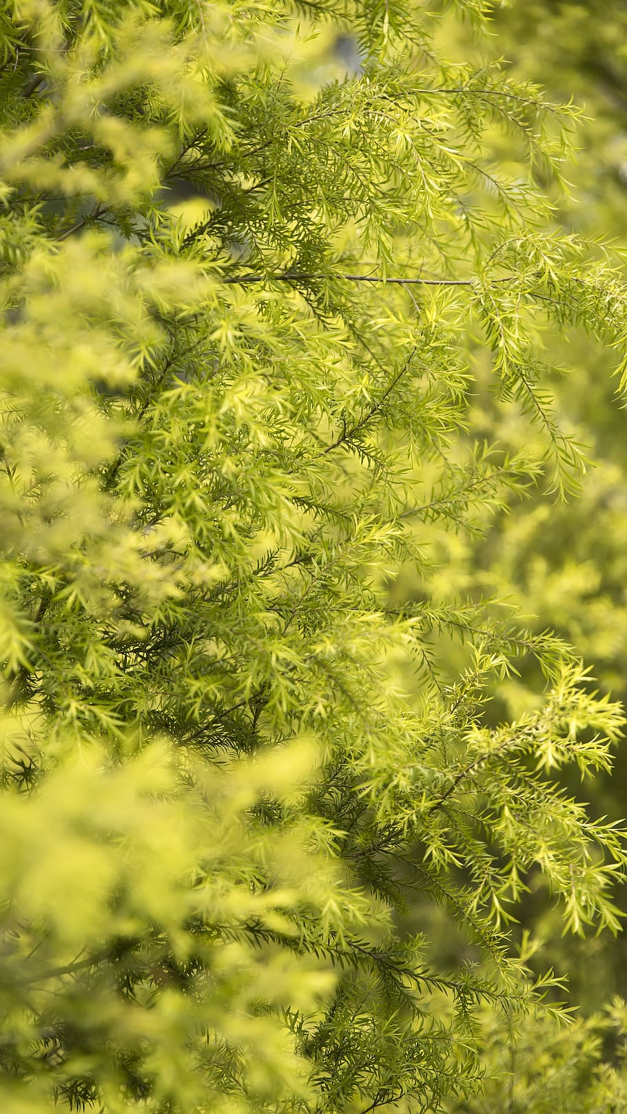 primavera, les fulles, naturalesa, gra, planta, color verd, creixement, bellesa a la natura, enfocament selectiu, cap gent, dia, arbre, fons, marc complet, tranquil·litat, a l'aire lliure, part de la planta, full, primer pla, frescor, terra, llum solar, branca, arbre de coníferes, 4K