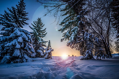 la neve, coperto, albero, sentiero, sole, pino, a piedi, inverno, tempo metereologico, freddo, stagione, in profondità, Canada, abete rosso, luce del sole, bagliore, cerchio di brillamento, montagna innevata, innevate, Zinf, parco, St.Albert, temperatura fredda, bellezza nella natura, pianta, cielo, scenics - natura, la tranquillità, natura, nessuno, congelato, scena tranquilla, scena non urbana, terra, acqua, illuminato, all'aperto, 5K, CC0, dominio pubblico, privo di copyright