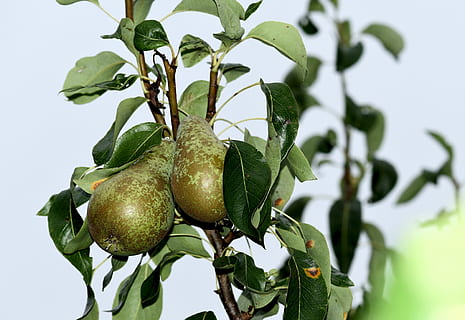 Obst, laubwechselnd, Birnen, Grün, Reifung, Blatt, Pflanzenteil, Essen und Trinken, gesundes Essen, grüne Farbe, Lebensmittel, Pflanze, Wachstum, Baum, Frische, Natur, Nahansicht, keine Leute, Wohlbefinden, Ast, Fokus auf den Vordergrund, Tag, Schönheit in der Natur, draußen, reif, 4K, CC0, gemeinfrei, lizenzfrei