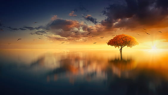 sole, acqua, nuvole, mirroring, foto di cazzuola, cielo, estate, tramonto, oceano, albero, paesaggio, crepuscolo, Alba, riflessione, comporre, mistico, Magia, sognare, bellezza nella natura, colore arancione, nuvola - cielo, la tranquillità, silhouette, uccello, scenics - natura, scena tranquilla, natura, vertebrato, idilliaco, pianta, temi animali, grande gruppo di animali, luce del sole, volante, nessuno, animale, all'aperto, Stormo di uccelli, 4K, CC0, dominio pubblico, privo di copyright
