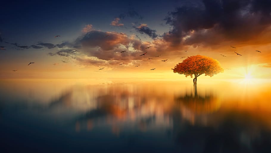 sol, aigua, núvols, duplicació, imatges de paleta, cel, estiu, posta de sol, oceà, arbre, paisatge, vespre, sortida del sol, reflexió, composició, místic, màgia, somni, bellesa a la natura, color taronja, núvol - cel, tranquil·litat, silueta, ocell, escenics - natura, escena tranquil·la, naturalesa, vertebrats, idíl·lic, planta, temes d'animals, gran grup d’animals, llum solar, volant, cap gent, animal, a l'aire lliure, ramat d’ocells, 4K