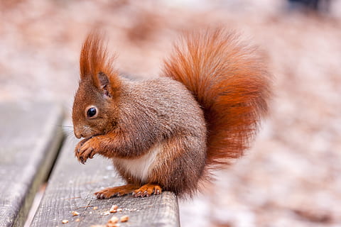 scoiattolo marrone, animale, scoiattolo, roditore, mammifero, Repubblica Ceca, mangiare, cibo, alimentazione, autunno, carina, squirel, ratto, seduta, Noce, pianta, verdura, fotografia, foto, pane, felce, temi animali, fauna selvatica, un animale, animali allo stato selvatico, avvicinamento, nessuno, messa a fuoco selettiva, Marrone, natura, giorno, concentrarsi sulle conoscenze acquisite, all'aperto, vertebrato, cibo e bevande, baffo, vista profilo, 4K, CC0, dominio pubblico, privo di copyright