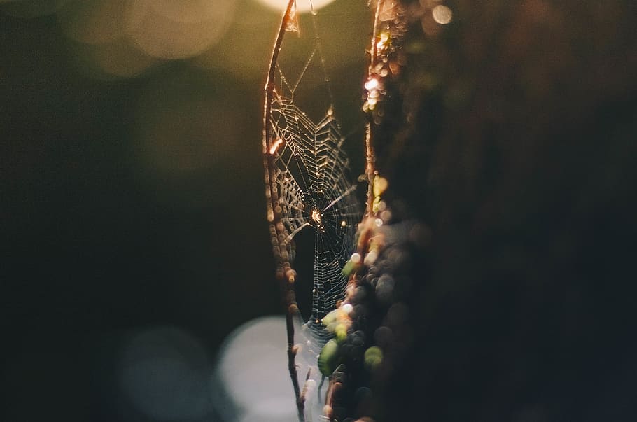 aranya, web, llum, halo, pal, bosc, mític, fantasia, insecte, macro, planta, primer pla, cap gent, enfocament selectiu, creixement, naturalesa, dia, bellesa a la natura, a l'aire lliure, cactus, fragilitat, planta suculenta, senyal d'advertència, centrar-se en primer pla, menjar i beguda, llum solar, penjant, arbre, signe, espina, 4K