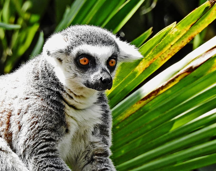 primat, lemur, mico, fauna, temes d'animals, animal, un animal, animals a la natura, fauna animal, mamífer, planta, arbre, centrar-se en primer pla, vertebrats, naturalesa, cap gent, dia, full, color verd, part de la planta, mirant, a l'aire lliure, primer pla, ulls grocs, bigotis, 1080P