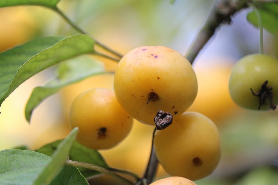 Äpfel, Obst, fallen, Laub, Jahreszeit, Lebensmittel, gesundes Essen, Essen und Trinken, Pflanze, Nahansicht, Frische, Wachstum, Blatt, Pflanzenteil, Wohlbefinden, Baum, keine Leute, Fokus auf den Vordergrund, Natur, Tag, Landwirtschaft, grüne Farbe, reif, draußen, 5K