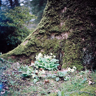 primule, pianta, crescita, albero, natura, nessuno, terra, giorno, muschio, foresta, tronco, colore verde, bellezza nella natura, tronco d'albero, la tranquillità, acqua, parte vegetale, roccia, all'aperto, foglia, 2K, CC0, dominio pubblico, privo di copyright