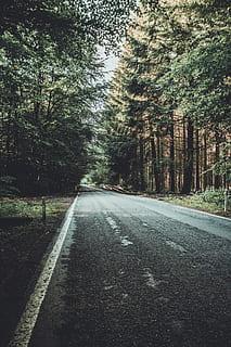 carretera, pins, durant el dia, Camí, bosc, Bèlgica, forêt de rulles, normes, arbre, grava, Carretera bruta, gris, llum solar, ombra, buit, verd, asfalt, flora, a l'aire lliure, naturalesa, planta, direcció, transport, el camí a seguir, signe, perspectiva decreixent, cap gent, símbol, marcatge, marcatge de carreteres, creixement, dia, tranquil·litat, carretera buida, terra, treelined, línia divisòria, 5K, CC0, domini públic, lliure de regalies