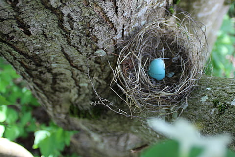 ou, robin, primavera, Pasqua, blau, naturalesa, niu, pastel, niu d’animals, planta, nova vida, enfocament selectiu, arbre, ocell, ous d’animals, cap gent, niu d'ocells, vulnerabilitat, fragilitat, inicis, dia, primer pla, seguretat, tronc, tronc de l'arbre, vista d’angle alt, a l'aire lliure, estalvis, 2K, CC0, domini públic, lliure de regalies