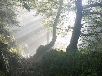 silhouette, trær, skog, gren, soloppgang, miljø, falle, tåke, skogssti, landskap, blader, lys, morgen, fjellene, mystisk, mystiske, natur, utendørs, parkere, sti, scenisk, sol, solstråle, tre, anlegg, land, ro, skjønnhet i naturen, dag, rolig scene, sollys, frodig løvverk, naturskjønnhet - natur, løvverk, ikke-urbane scene, ingen folk, regnskog, 4K, CC0, offentlig domene, opphavsrett gratis