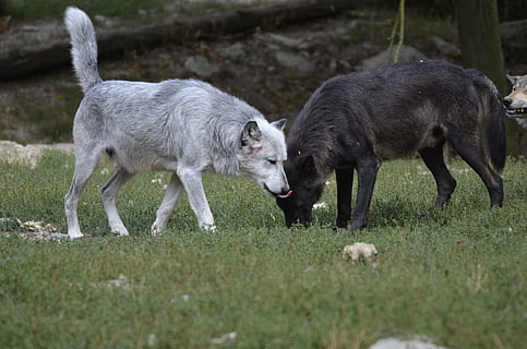 llop, paquet, depredador, llops, naturalesa, animal salvatge, llops de fusta, scheu, mamífer, timberwolf, caçador, carnívors, paisatge, caní, món animal, salvatge, zoo, primer pla, retrat, animal, grup d’animals, temes d'animals, animals domèstics, vertebrats, terra, herba, nacional, camp, mascotes, bestiar, planta, cap gent, dia, dos animals, enfocament selectiu, animal jove, agricultura, a l'aire lliure, agressió, 4K, CC0, domini públic, lliure de regalies